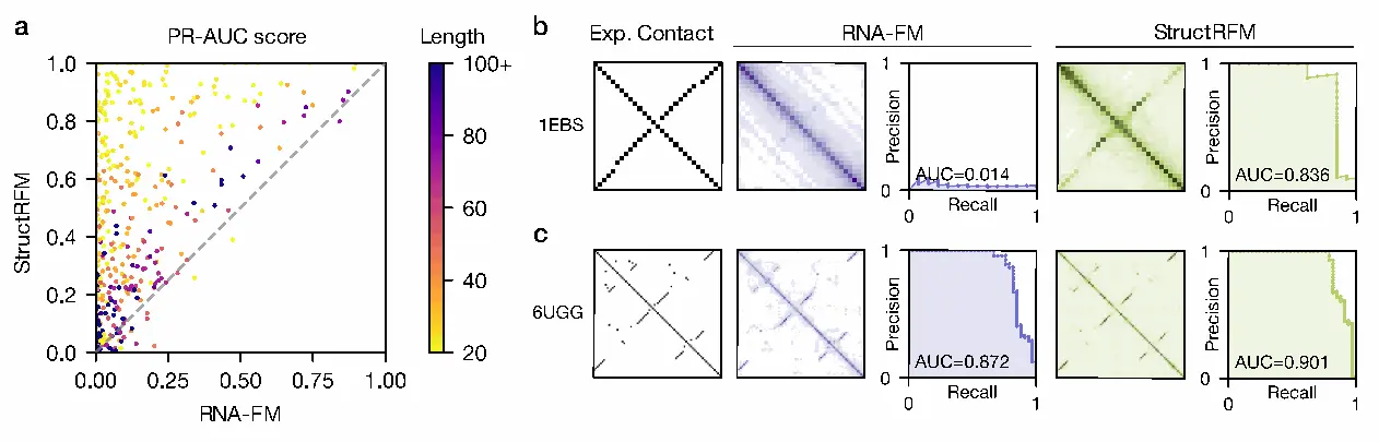 StructRFM 与 RNA-FM 的接触预测比较
